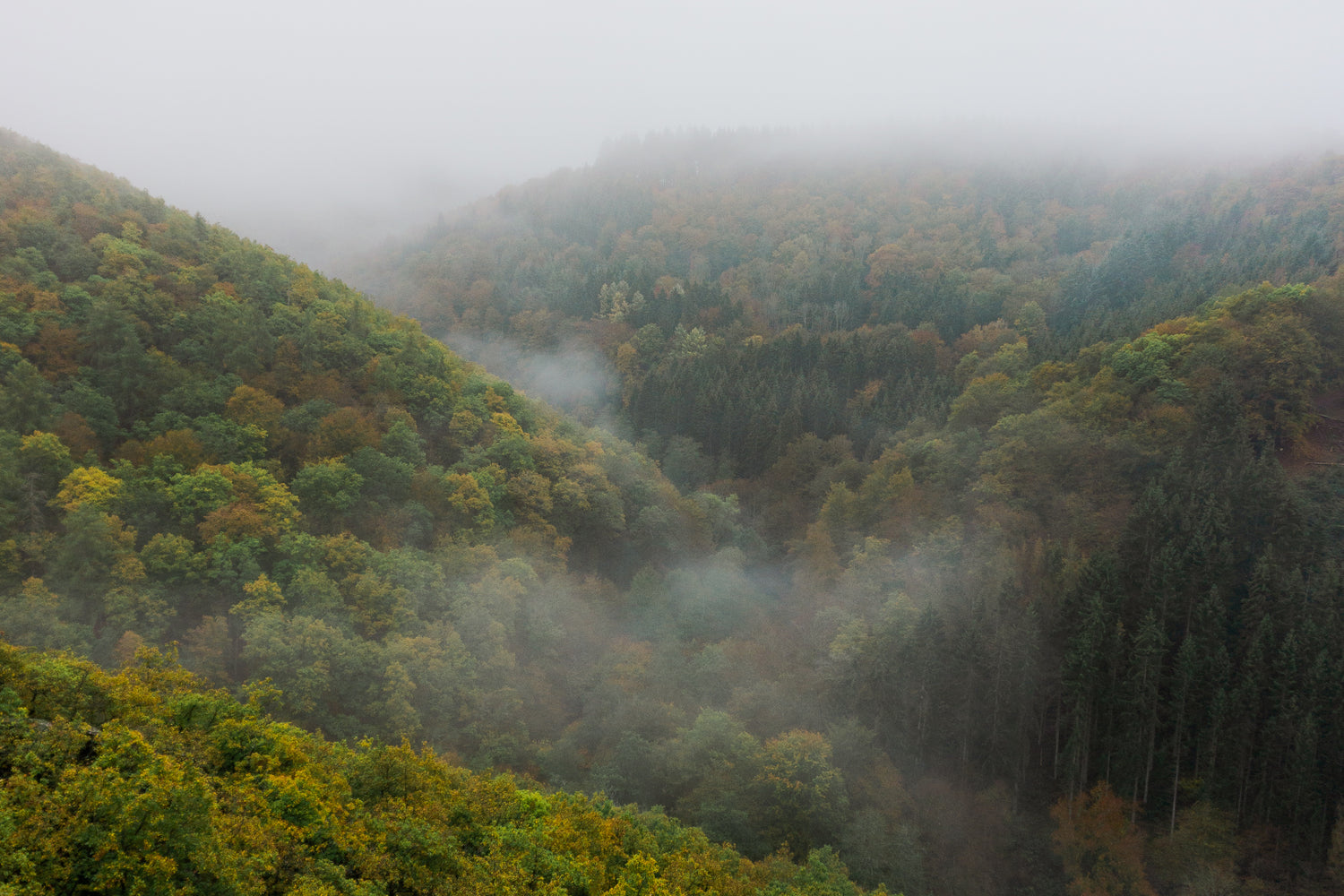 Herbstwald mit Nebel an der Mosel mit Hügeln und Bergen